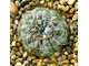 Gymnocalycium baldianum VG 183