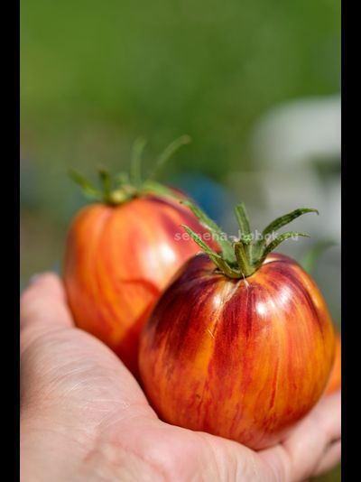 Томат Огненный Тюрбан, 10 шт