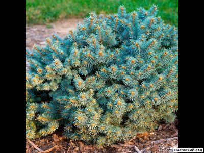 Ель колючая