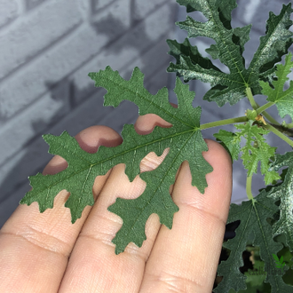 Ficus carica var. afhganica / Фикус Карика Афганика