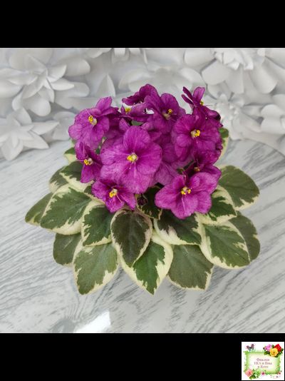 Rob's Lucky Ducky (R.Robinson) листовая химера (стартер сорт)