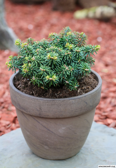 Пихта корейская Цис