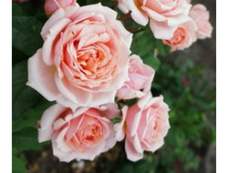 Поль Бокюз (Paul Bocuse), шраб.