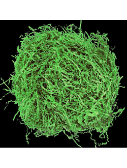 Наполнитель бумажный волнистый Премиум (зел. яблоко), 100г
