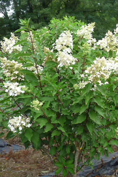 Гортензия метельчатая Unique