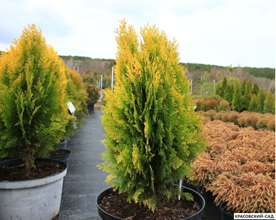 Туя Ауреа Нана - Aurea Nana