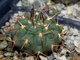 Gymnocalycium riojense VG-671 (D=35 mm)