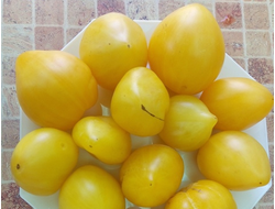 Томат гном Лимонный лед (Dwarf Lemon Ice, дварф Лемон айс) США