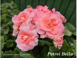 Ханна новис фото