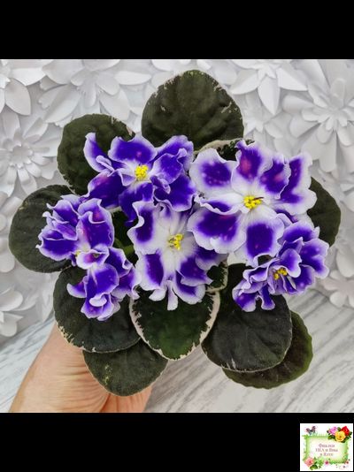 ВаТ-Монарх (Т. Валькова) 2016 г.