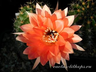 Echinopsis hybrid `Lisiy hvost` X Echinopsis