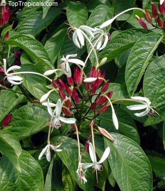 Clerodendrum minahassae / Клеродендрум Минахасе