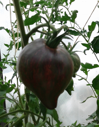 Семена томата Мятежный звездный истребитель  основной с носиком