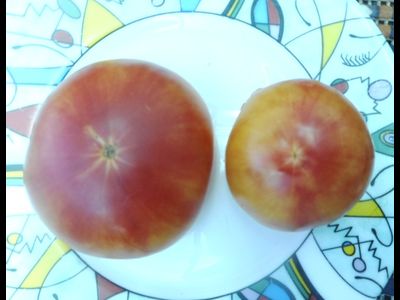 Томат Северное сияние (Northern lights)