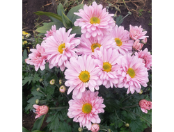 Энби виддинг Пинк