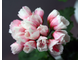 Marie-Louise - пеларгония тюльпановидная - зимнее цветение, в прохладных условиях