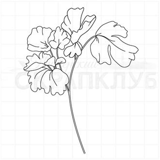 Штамп с тюльпаном, ботаника