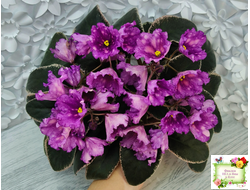 Nik-Кони в Яблоко  (Н. Булко) 2022 г. (пестролистный лонг)