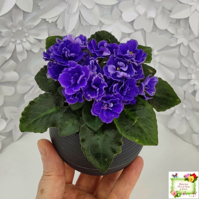 Blue Scoundrel (P.Sorano/LLG) 04/09/2012