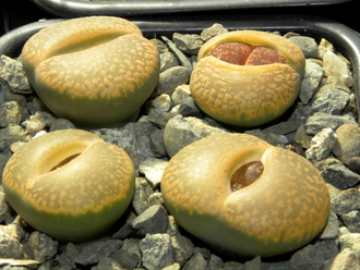 Lithops aucampiae C366 (MG-1546.8)