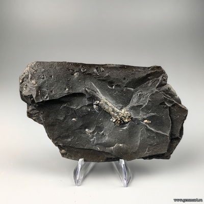 Пирит на белемните во вмещающей породе. КЧР. Россия. 135*75*15мм