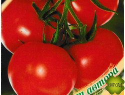 Томат "Самара" (высокорослый, скороспелый)