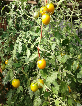 Семена томата Бал цветов желтый