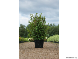 Вейгелла Розеа - Weigela Rosea