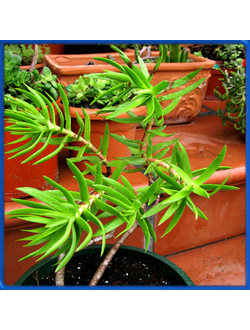 Crassula multiflora