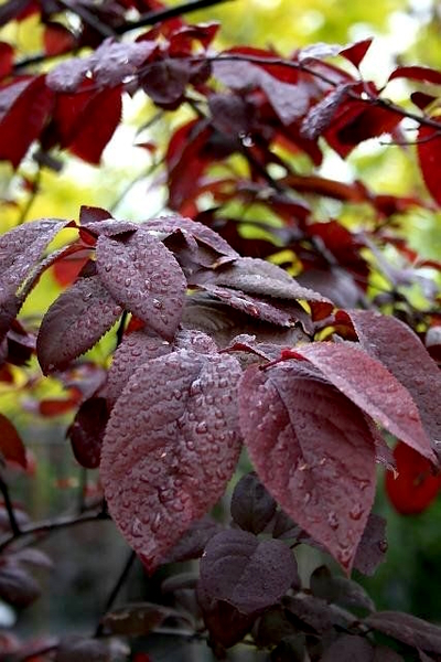Слива растопыренная Pissardii х Слива уссурийская