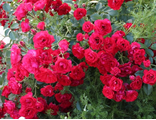 Роза Скарлет Мейяндекор (Scarlet Meillandecor)