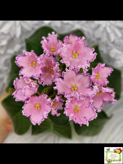 Nik-Хмельное Лето (Н. Булко) 2022 г. (крупная детка)