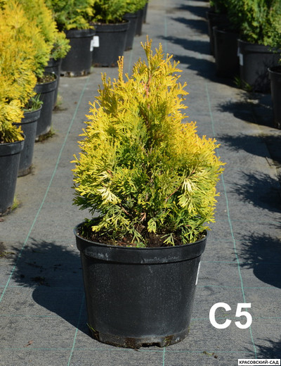 Туя Санни Смарагд - Sunny Smaragd