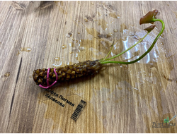 Нимфея Пигмея Хелволва