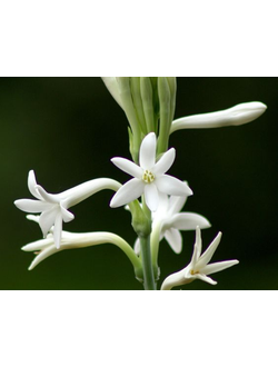 Tuberose absolute (India) 50% / Тубероза абсолют, 1 мл