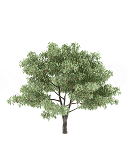 плодовые Боярышник перистонадрезанный