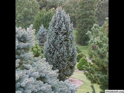 Ель Изели Фастигиата - Iseli Fastigiate