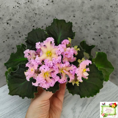 РМ-Оранжевое Лето (Н. Скорнякова) 2022 г.