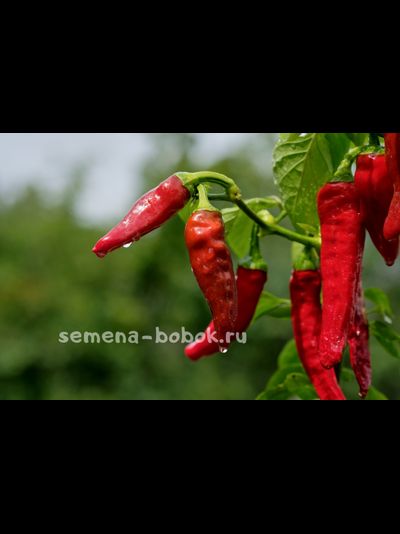 Перец острый Peperone Friariello, 10 шт