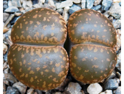 Lithops aucampiae - 10 семян