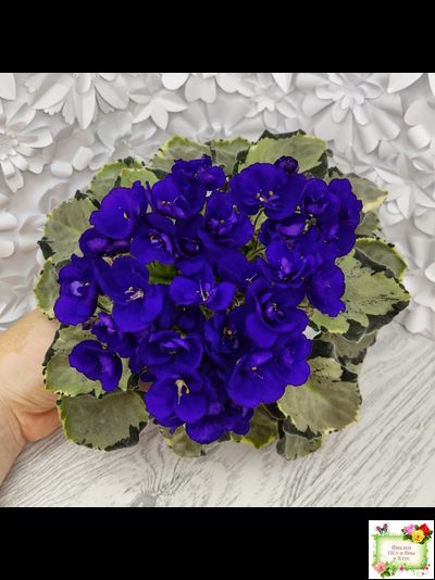 Harmony's Little Stinker-2 (Harmony) листовая химера