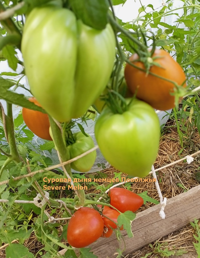 Томат Суровая Дыня немцев Поволжья (Severe Melon)
