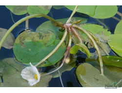 Водокрас обыкновенный - Гидрохарис