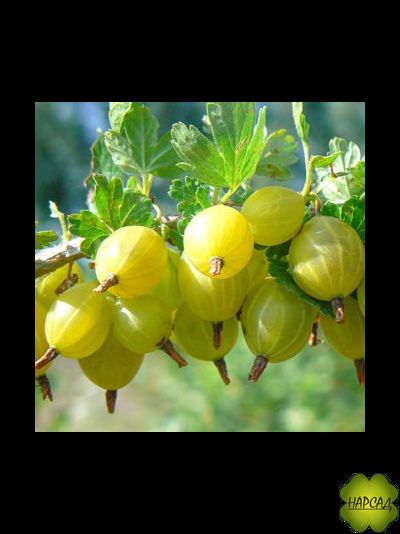 Крыжовник "Юбилейный" (очень вкусный! Сладкий насыщенный вкус)