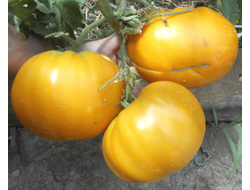 Томат Доктор Виче желтый (Dr. Wyche's Yellow)