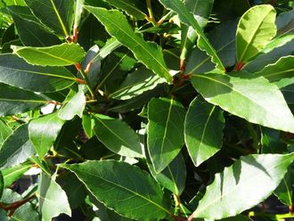 Гидролат Лавра (Laurus nobilis) 100 мл