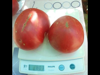 Томат Приамурский крупноплодный