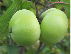 Московское зеленое (яблоня)