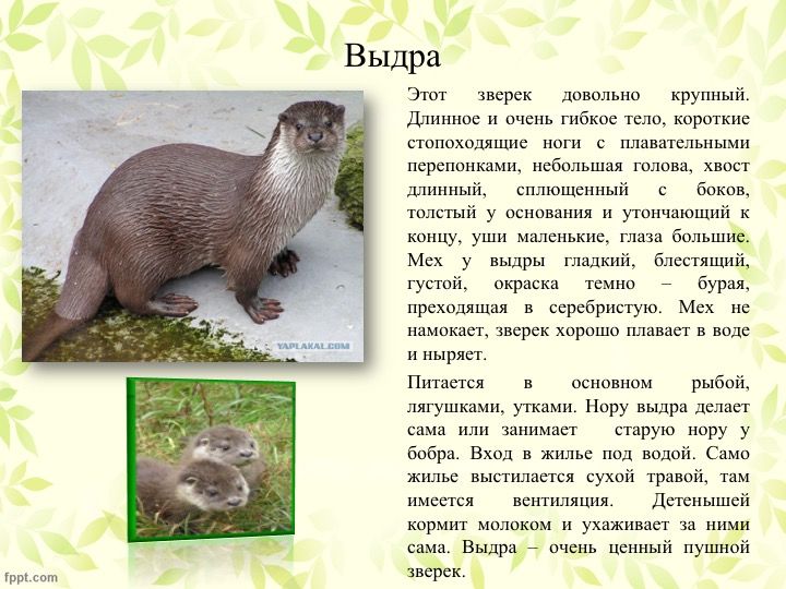Животные республики коми фото и описание