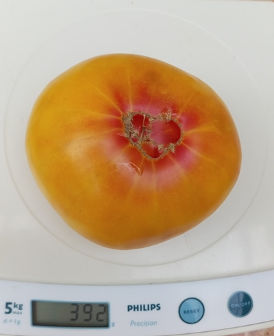 Томат Мэри Робинсон немецкий (Mary Pobinson's German)